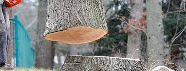 Best Tree Health Inspection  in Chaffee, MO