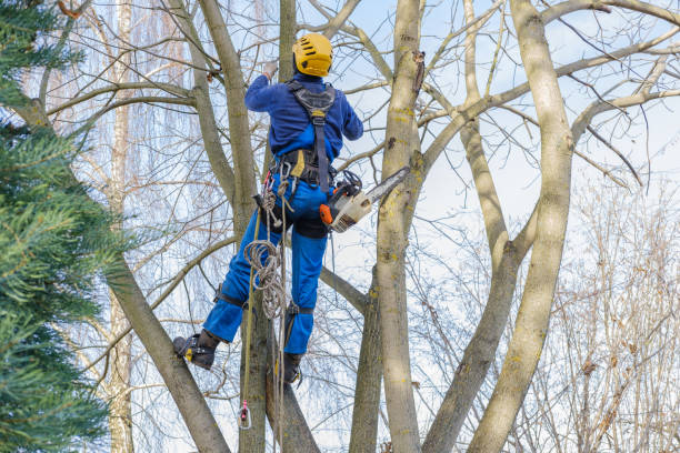 Best Arborist Consultation Services  in Chaffee, MO