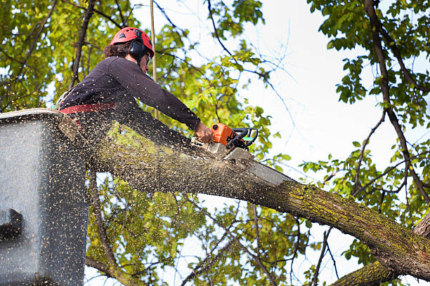 Chaffee, MO Tree Services Company